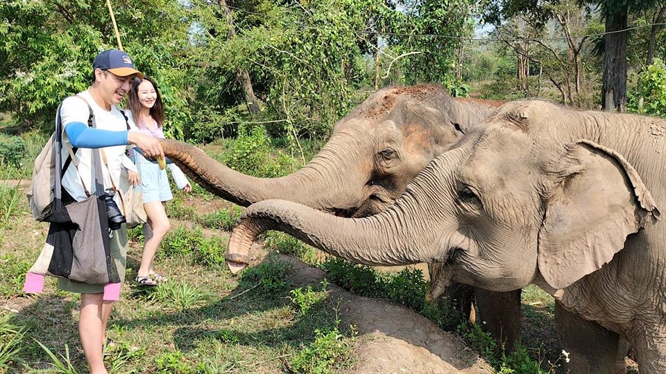 Elephant Sanctuary Care Park（半日早上）