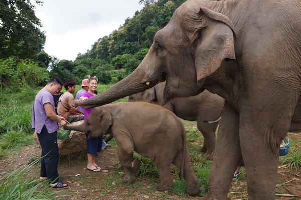 ดูแลช้างครึ่งวันตอนเช้า Rantong Save Rescue Elephant Centre