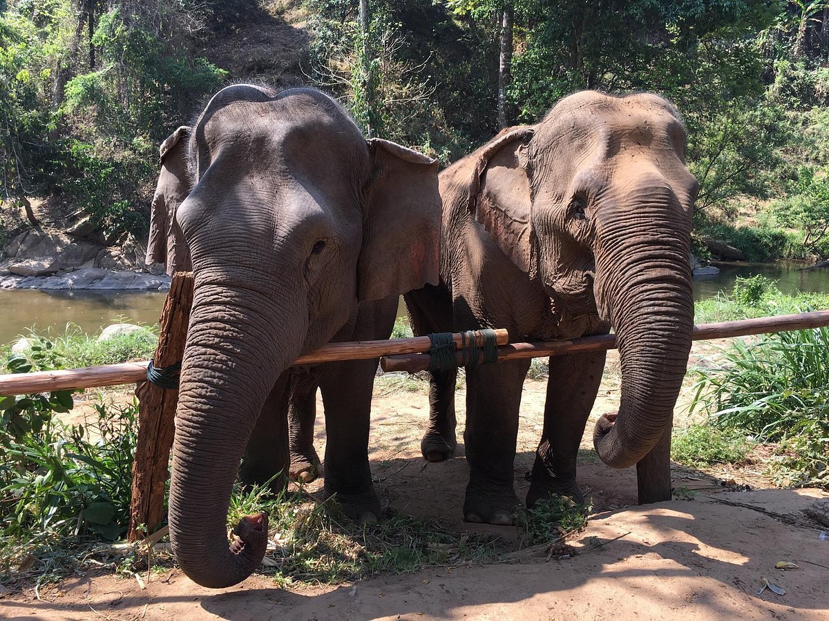 Elephant Trekking Care At The Chiang Mai T.U.M Travel