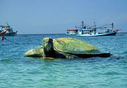 龟岛和南园岛快艇一日游