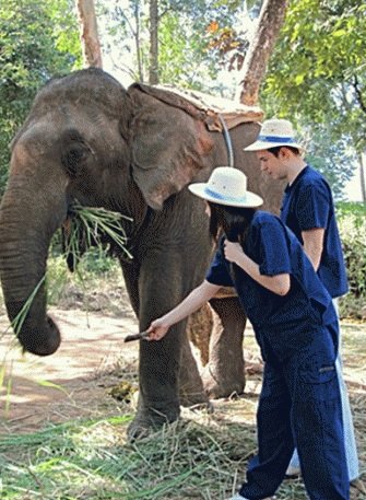 2 Days Chiangmai Elephant Training