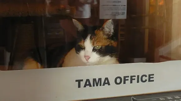 Tama นั่งอยู่ในออฟฟิศ ที่สถานี Kishi Station เมือง Wakayama ประเทศญี่ปุ่น