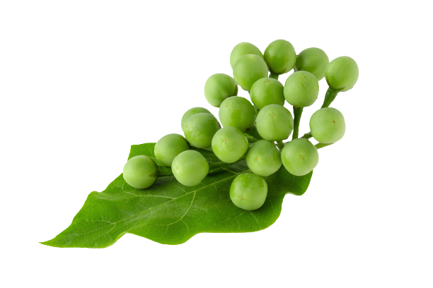 Pea Eggplant