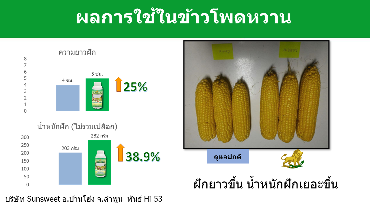 ข้าวโพด1 ข้าวโพด1