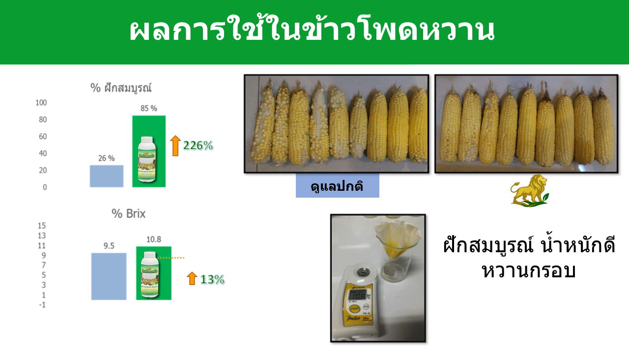 ข้าวโพด2 ข้าวโพด2