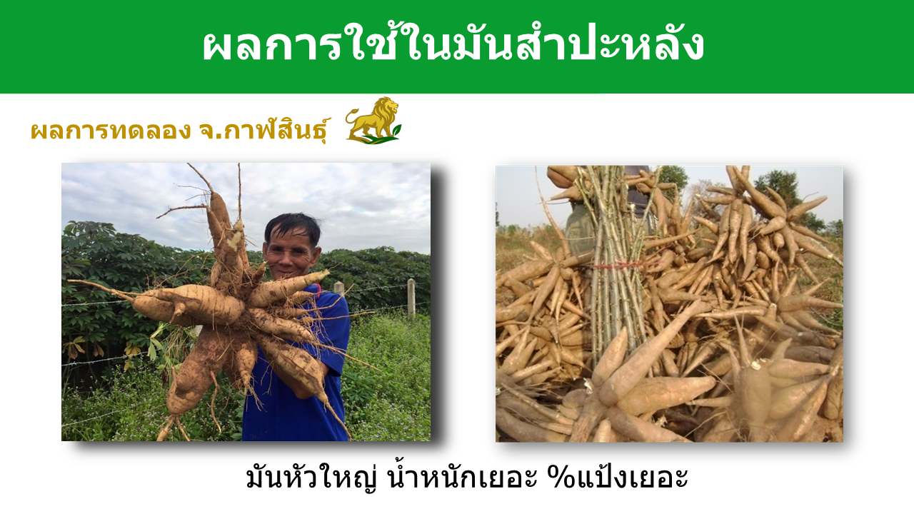 มันสำปะหลัง