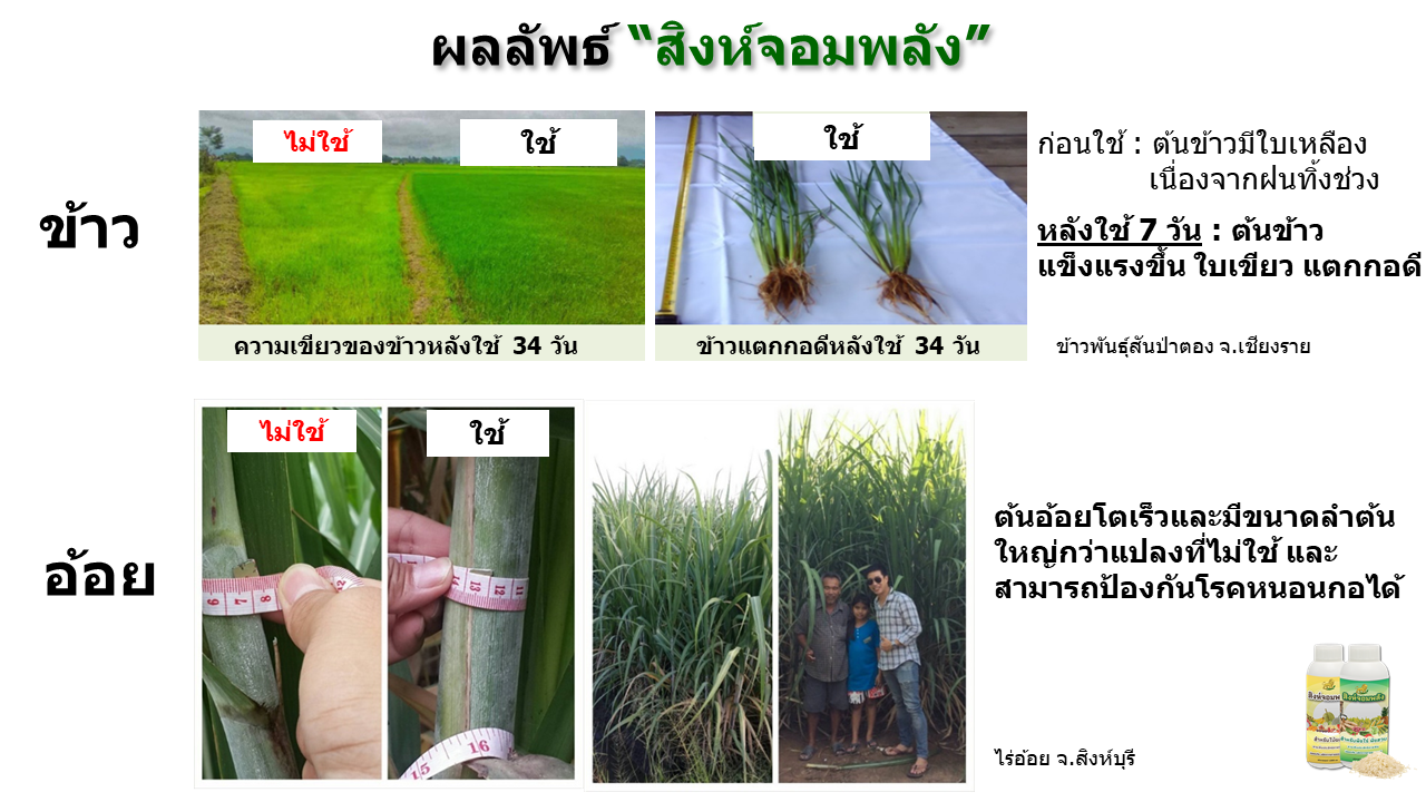 ข้าว อ้อย