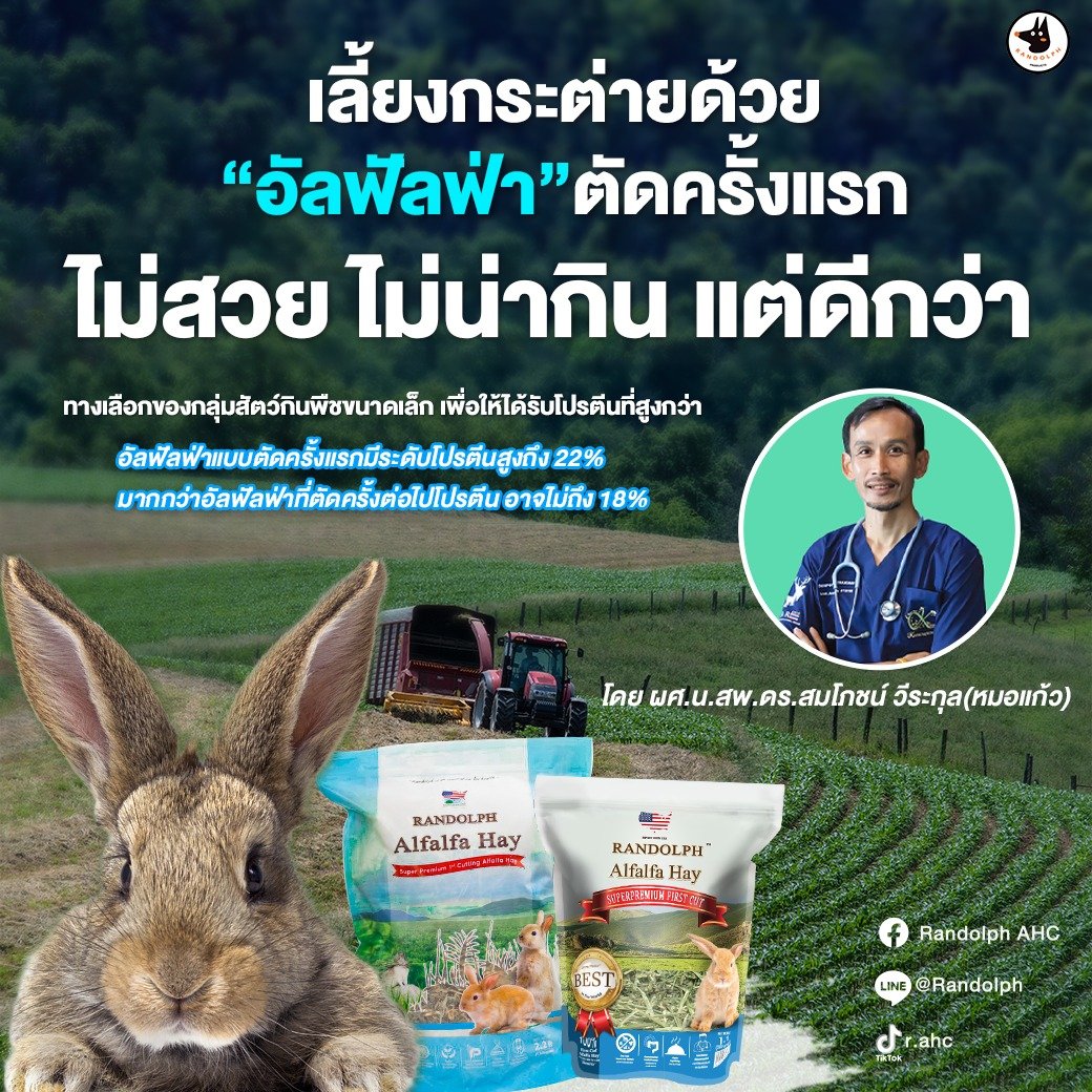 เลี้ยงกระต่ายด้วยอัลฟัลฟ่าตัดครั้งแรก เลี้ยงกระต่ายด้วยอัลฟัลฟ่าตัดครั้งแรก