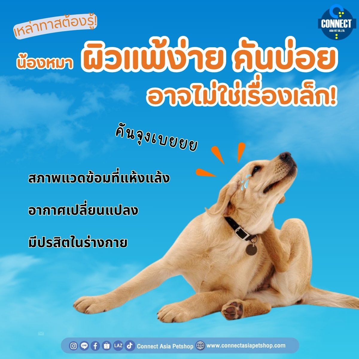 เหล่าทาสต้องรู้! น้องหมาผิวแพ้ง่าย คันบ่อย ไม่ใช่เรื่องเล็ก เหล่าทาสต้องรู้! น้องหมาผิวแพ้ง่าย คันบ่อย ไม่ใช่เรื่องเล็ก
