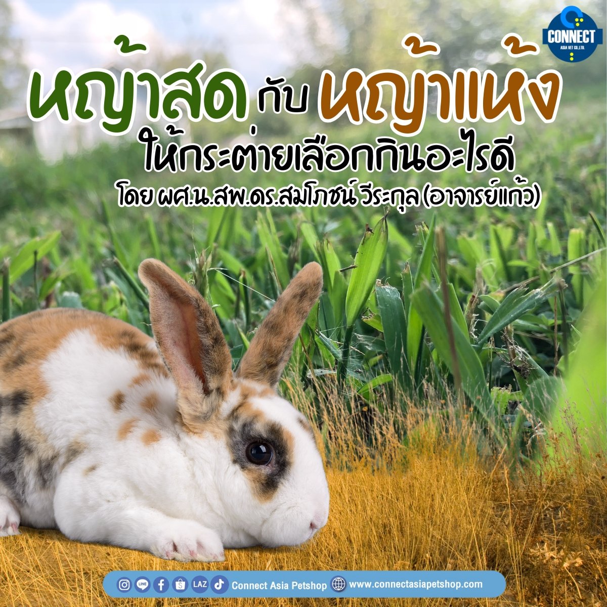 หญ้าสด กับ หญ้าแห้ง ให้กระต่ายเลือกกินอะไรดี หญ้าสด กับ หญ้าแห้ง ให้กระต่ายเลือกกินอะไรดี