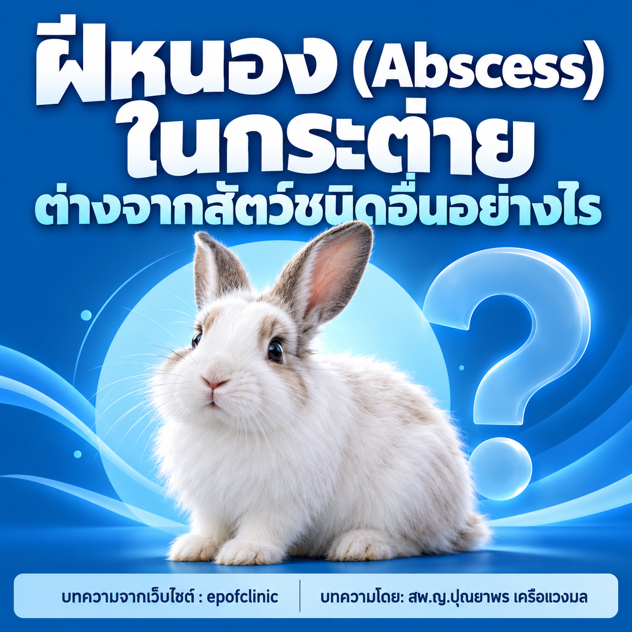 How do abscesses in rabbits differ from those in other animals?