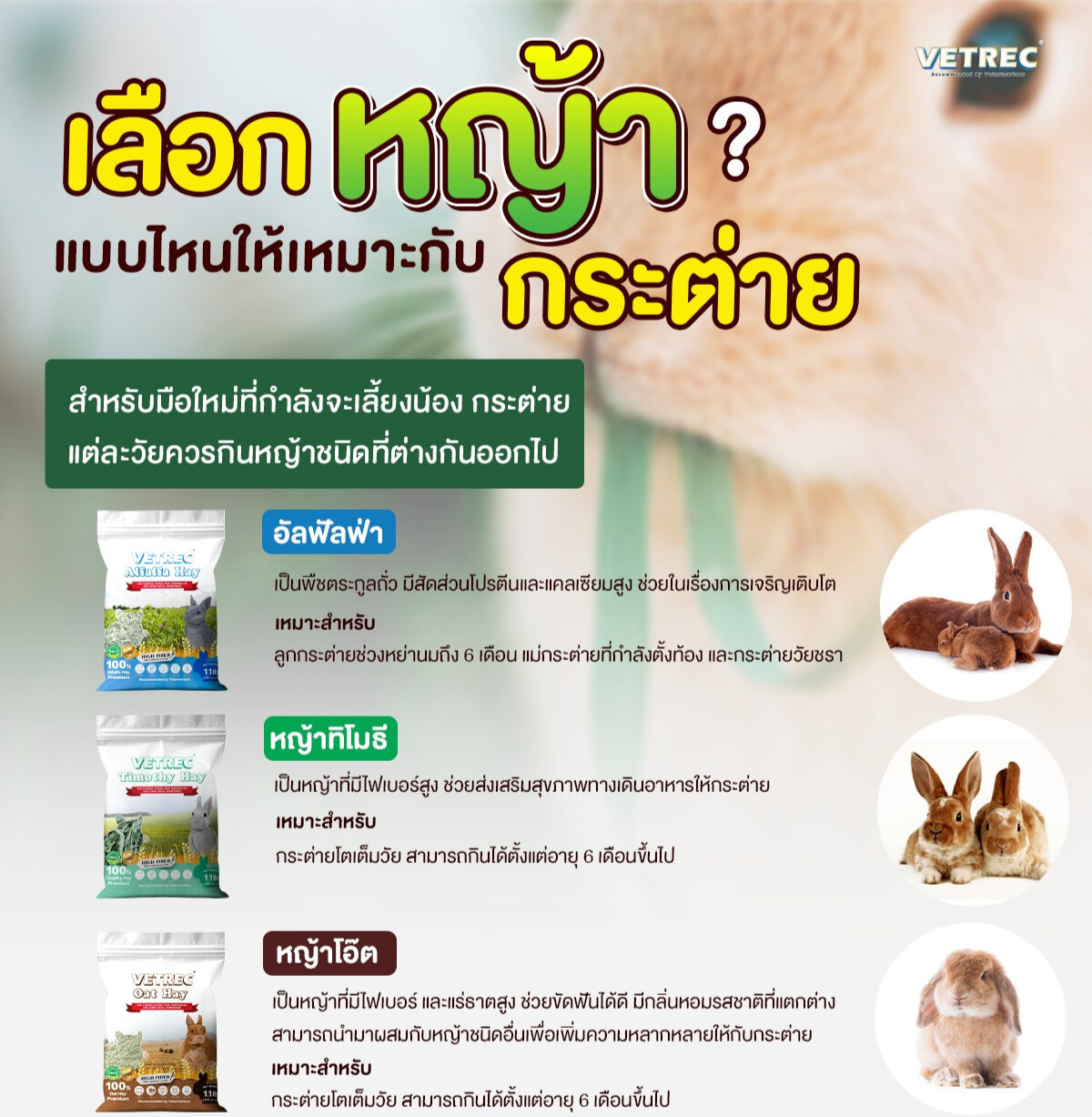 เลือกหญ้าแบบไหนให้กระต่าย สำหรับมือใหม่ที่กำลังจะเลี้ยงน้อง  เลือกหญ้าแบบไหนให้กระต่าย สำหรับมือใหม่ที่กำลังจะเลี้ยงน้อง