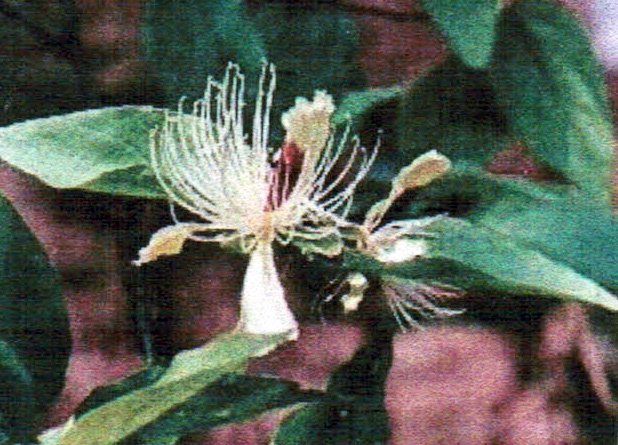 "พุงแก" สมุนไพรในอโรคยศาลา? "พุงแก" สมุนไพรในอโรคยศาลา?