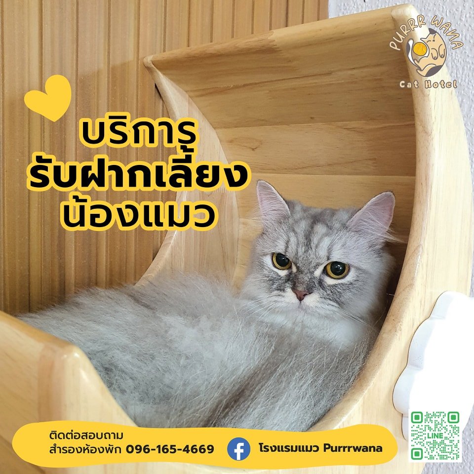 บริการรับฝากเลี้ยงน้องแมว