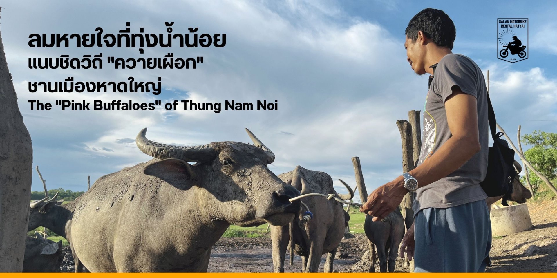 Thung Nam Noi: A Close Encounter with the "Pink Buffaloes" of Hat Yai