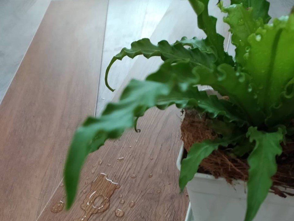 กระเบื้องยาง SPC  กระเบื้องยาง SPC