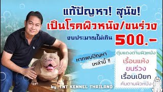 แก้ปัญหาสุนัขเป็นโรคผิวหนัง ขนร่วง งบประมาณไม่เกิน 500 บาท แก้ปัญหาสุนัขเป็นโรคผิวหนัง ขนร่วง งบประมาณไม่เกิน 500 บาท