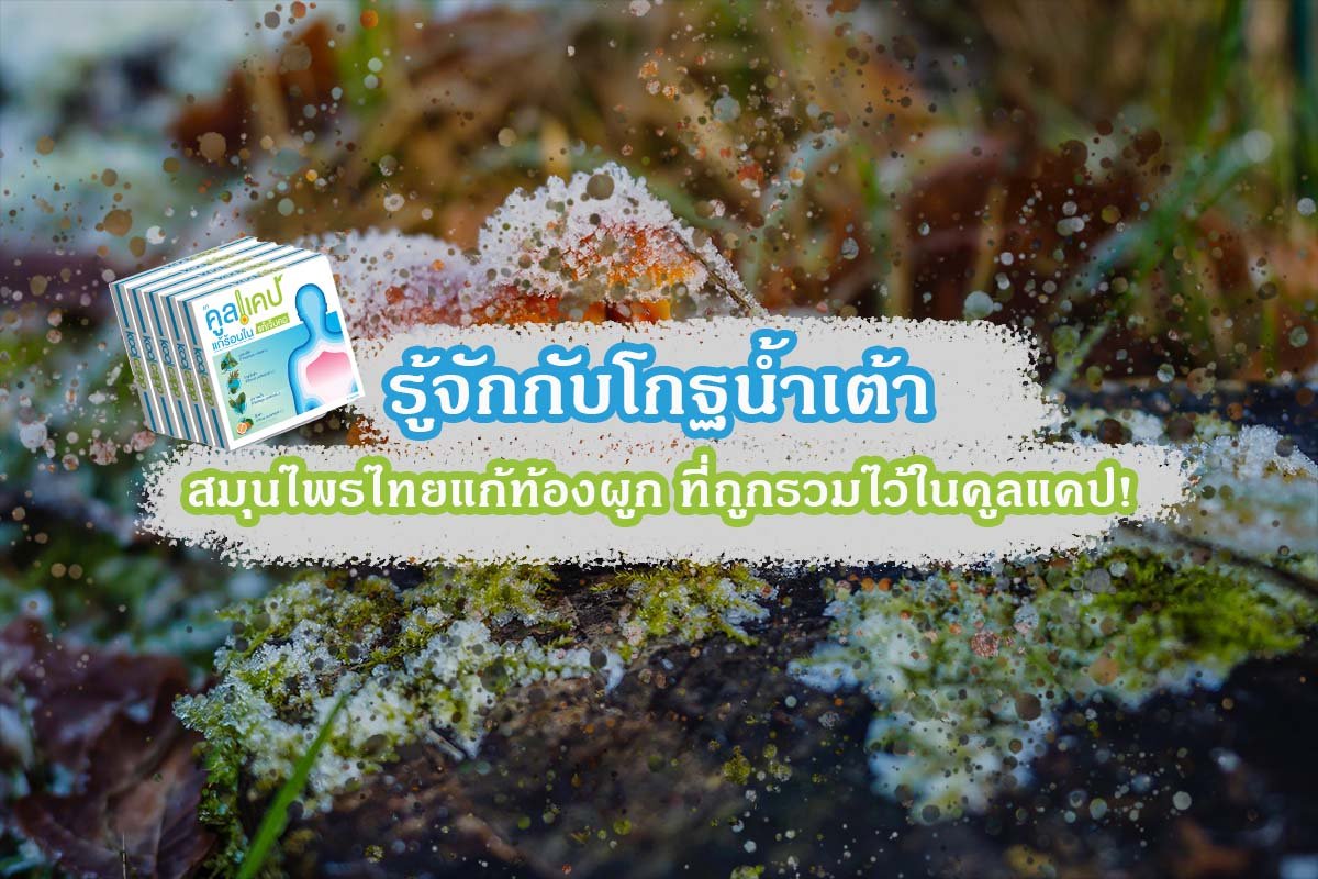 รู้จักกับโกฐน้ำเต้า สมุนไพรไทยแก้ท้องผูก ที่ถูกรวมไว้ในคูลแคป!