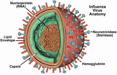 ไข้หวัดใหญ่ติดกันได้ ง่ายกว่าที่คิด