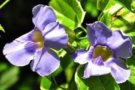 สมุนไพรแก้ร้อนใน รางจืด