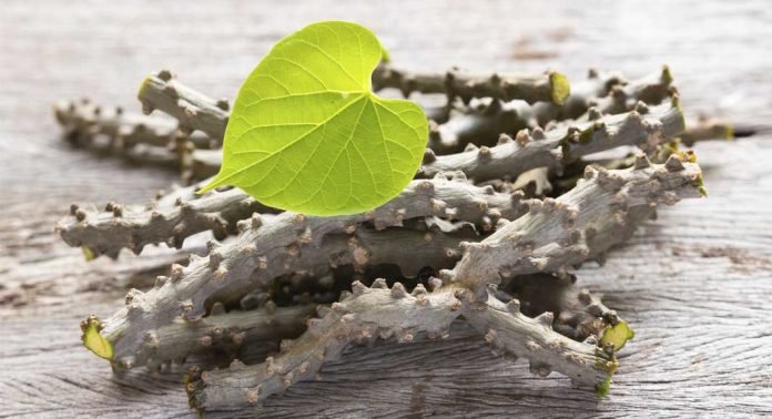 https://www.pstip.com/ b/สมุนไพร/โกฐน้ำเต้า-สรรพคุณและประโยชน์.html บอระเพ็ด เป็นส่วนผสมการทำคูลแคป ช่วยรักษาแผลร้อนใน