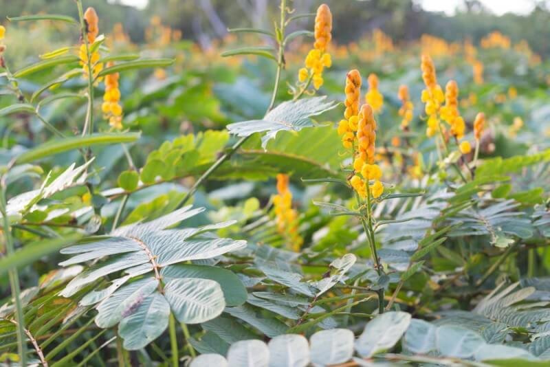 สมุนไพรชุมเห็ดเทศ แก้ท้องผูก