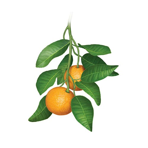 http://www.vitaherbapedia.com/en/shop/westherbs-en/bitter-orange/ ส้มซ่า เป็นส่วนผสมการทำคูลแคป ช่วยรักษาแผลร้อนใน