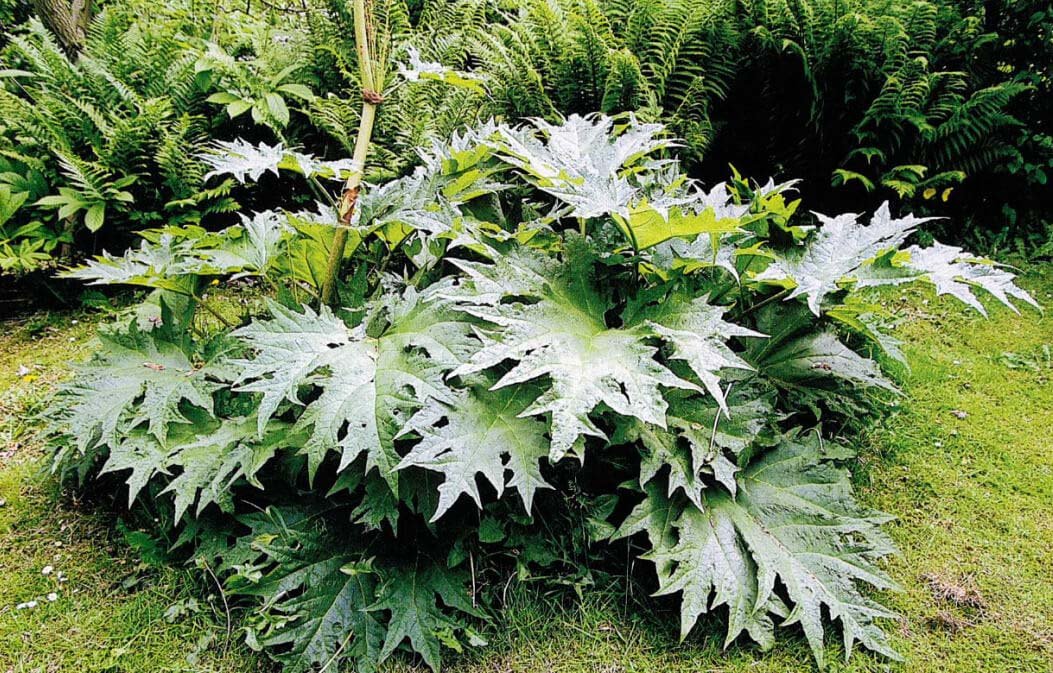 โกฐน้ำเต้าช่วยแก้ท้องผูก