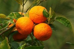 ส้มซ่า สมุนไพรช่วยบรรเทาอาการไข้ได้