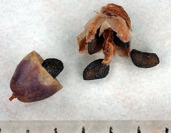 สมุนไพรแก้ร้อนใน ผักกาดน้ำ