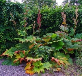 โกฐน้ำเต้า สมุนไพรช่วยรักษาอาการท้องผูก