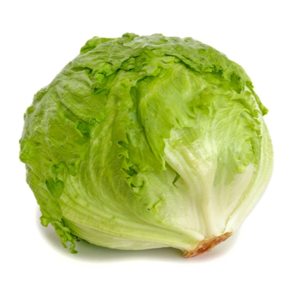 Iceberg lettuce ผักกาดหอม