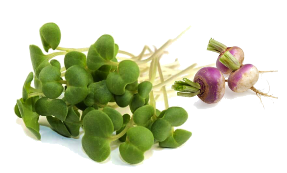 Purple Turnip หัวผักกาดสีม่วง