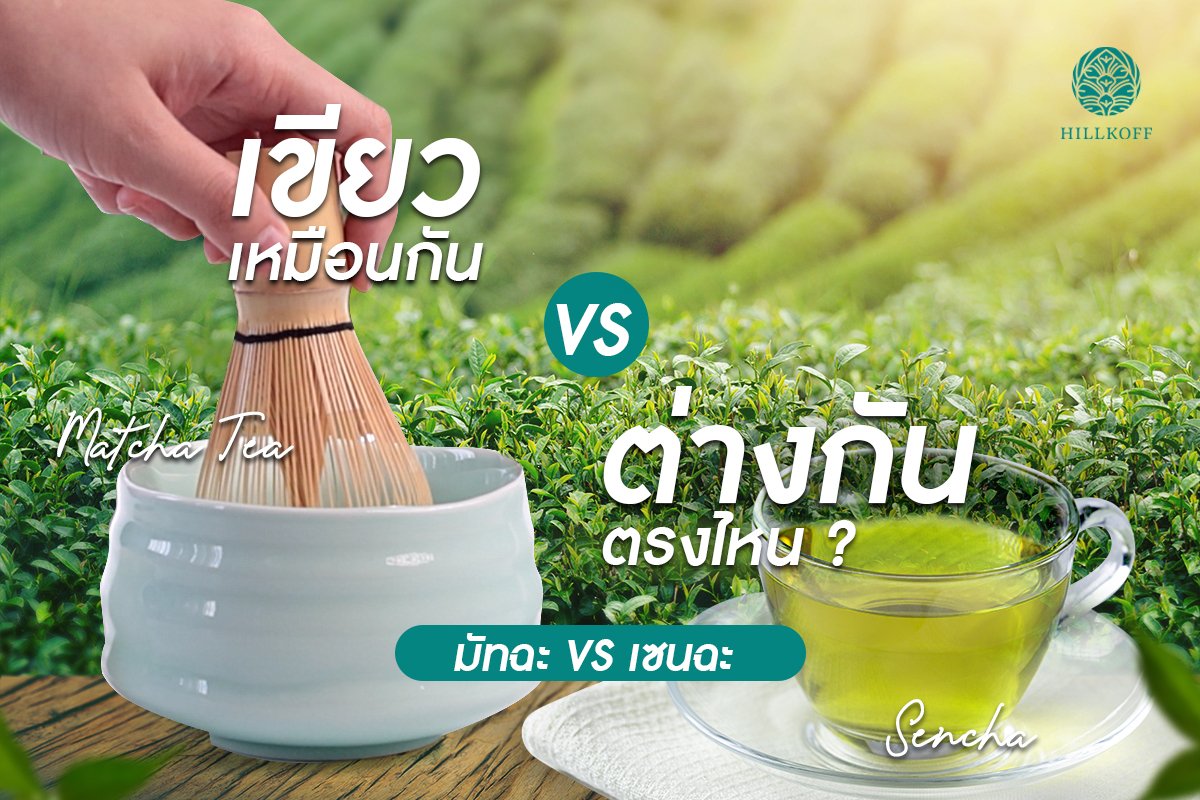 ชามัทฉะกับเซนฉะ ต่างกันยังไงน่อ…? ชามัทฉะกับเซนฉะ ต่างกันยังไงน่อ…?