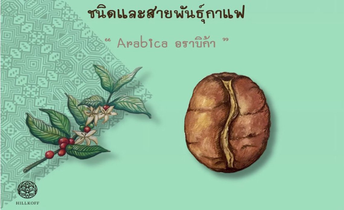 ชนิดและสายพันธุ์กาแฟ อราบิก้า (Arabica)