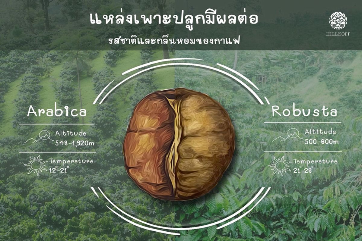 พื้นที่เพาะปลูกกาแฟและสภาพภูมิอากาศมีผลกระทบต่อกาแฟหรือไม่ ?? พื้นที่เพาะปลูกกาแฟและสภาพภูมิอากาศมีผลกระทบต่อกาแฟหรือไม่ ??