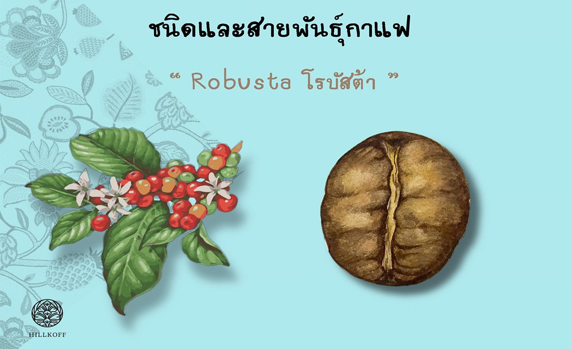 ชนิดและสายพันธุ์กาแฟ โรบัสต้า (Robusta)