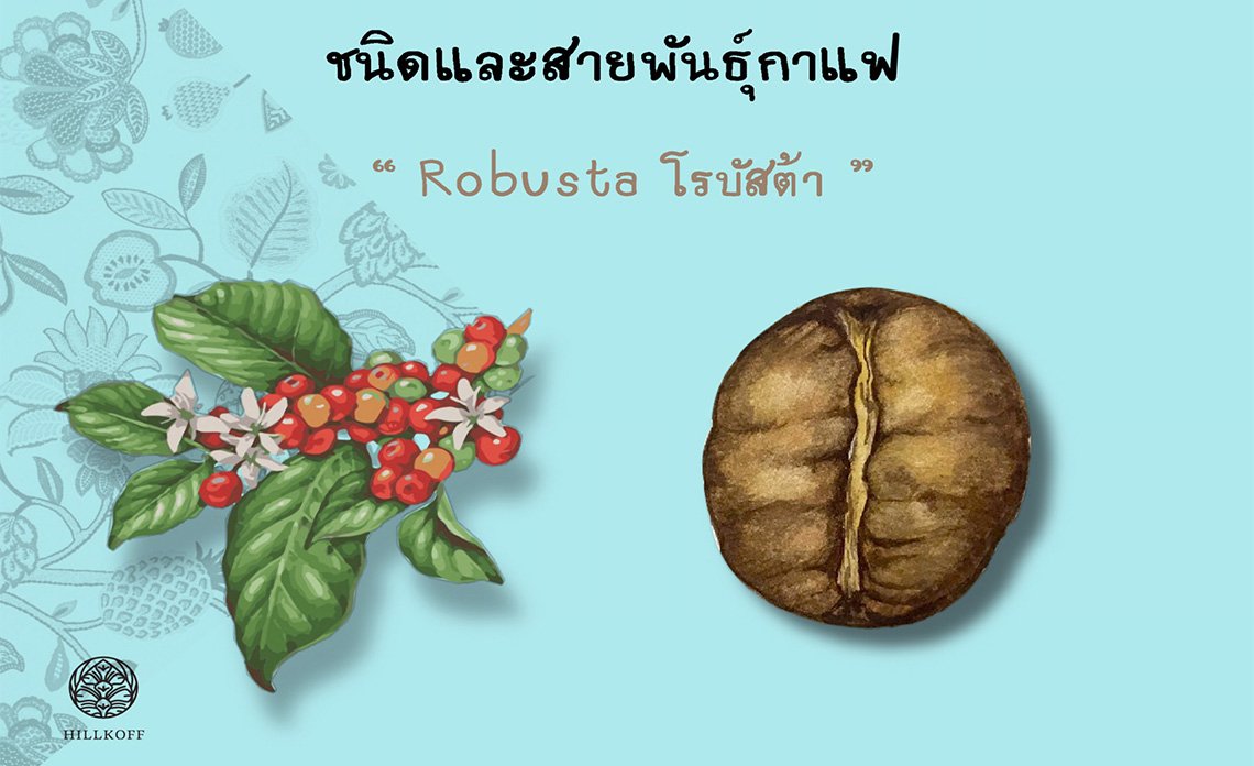 ชนิดและสายพันธุ์กาแฟ โรบัสต้า (Robusta) ชนิดและสายพันธุ์กาแฟ โรบัสต้า (Robusta)
