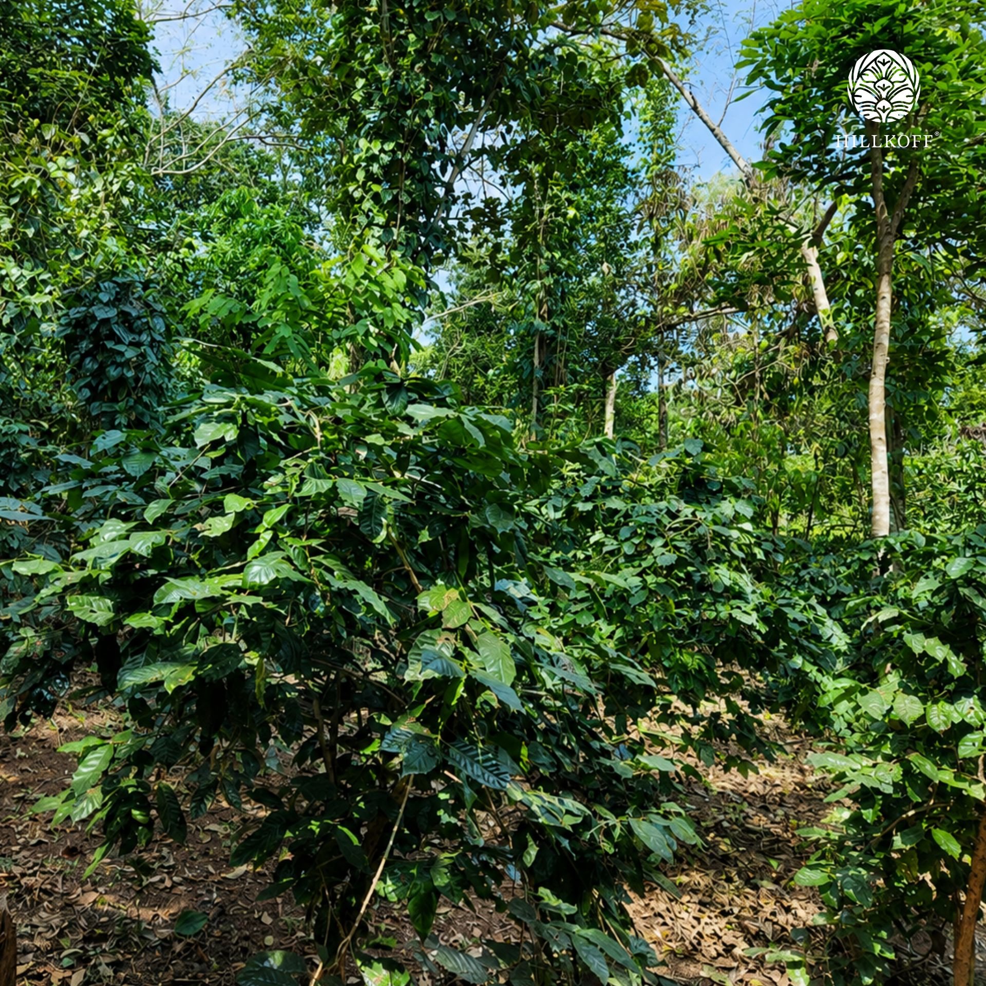 Organic Sop Moei Farm Image 1