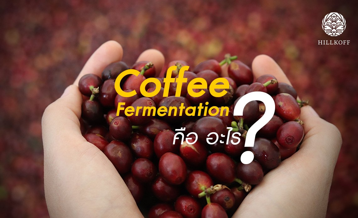Coffee Fermentation คืออะไร ? Coffee Fermentation คืออะไร ?