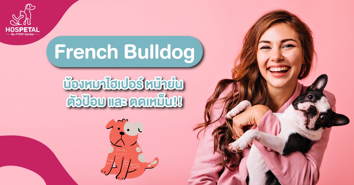 เฟรนช์ บูลด็อก (French Bulldog) เฟรนช์ บูลด็อก (French Bulldog)