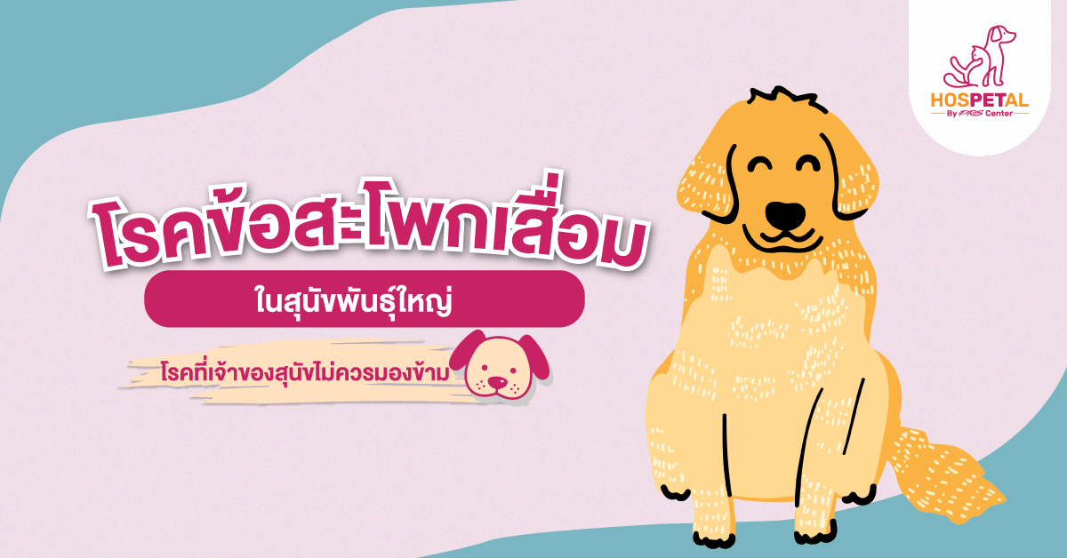 โรคข้อสะโพกเสื่อมในสุนัข โรคข้อสะโพกเสื่อมในสุนัข