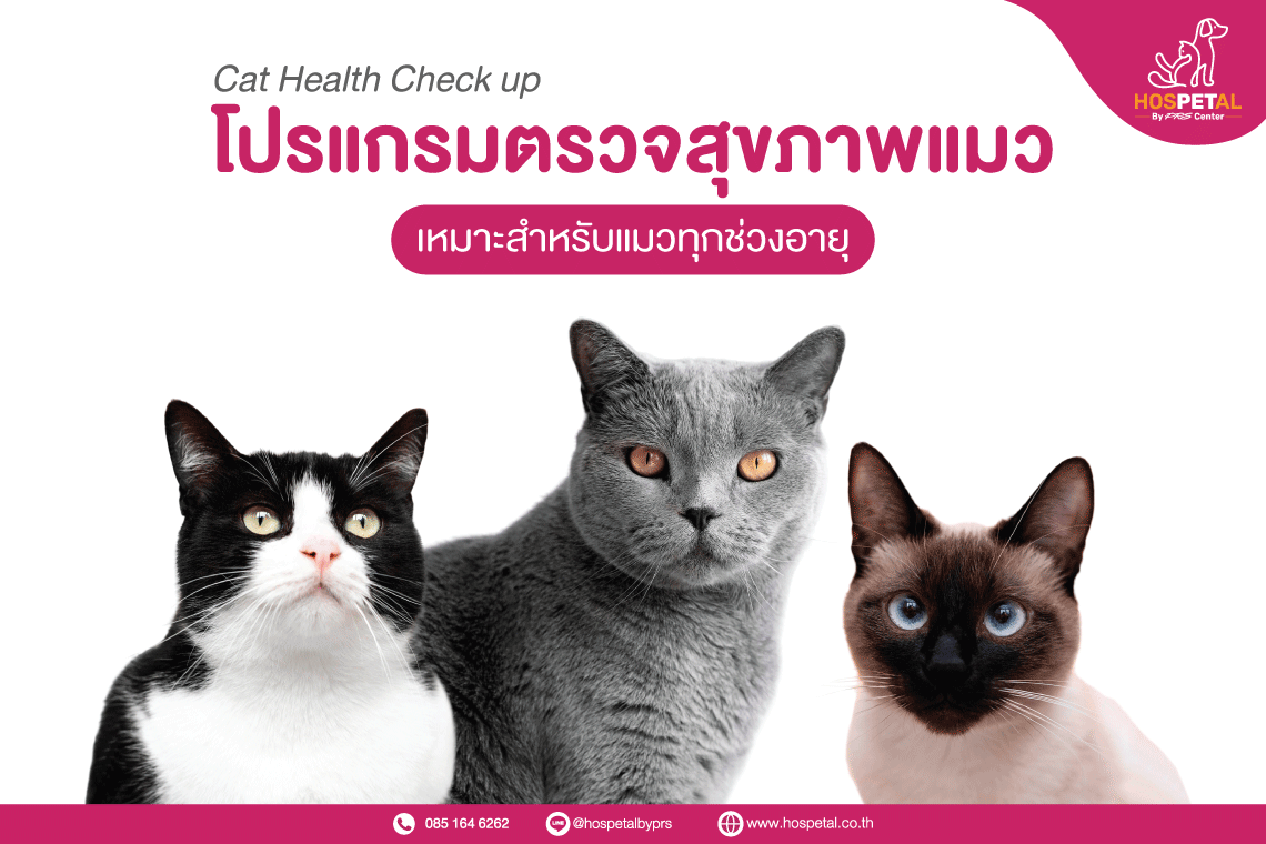 โปรแกรมตรวจสุขภาพแมว