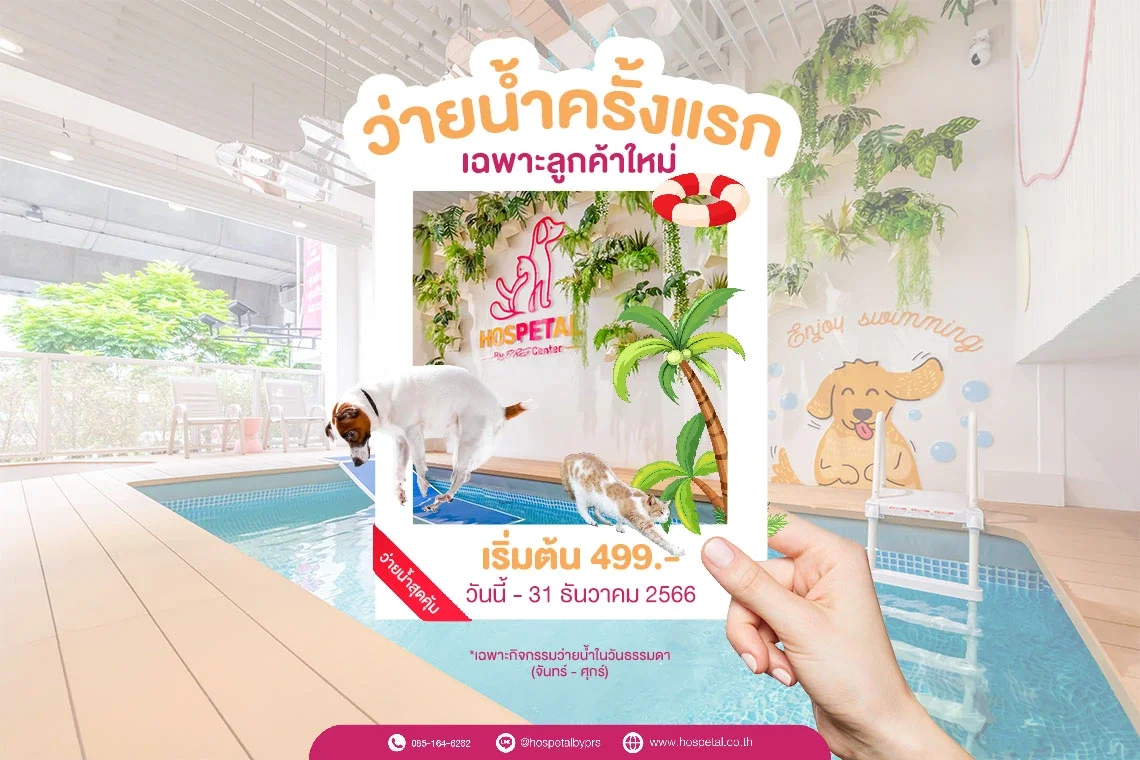 ว่ายน้ำหมา