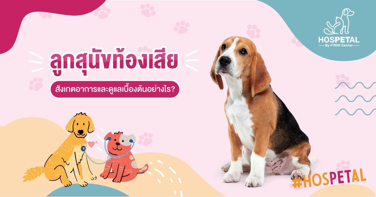 ดูแลอาการเบื้องต้น ลูกสุนัขท้องเสีย ดูแลอาการเบื้องต้น ลูกสุนัขท้องเสีย