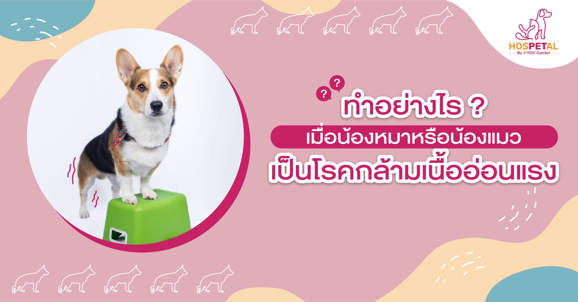 กล้ามเนื้ออ่อนแรง...เมื่อน้องหมาน้องแมวเคลื่อนไหวไม่ได้ดั่งใจต้องการ กล้ามเนื้ออ่อนแรง...เมื่อน้องหมาน้องแมวเคลื่อนไหวไม่ได้ดั่งใจต้องการ