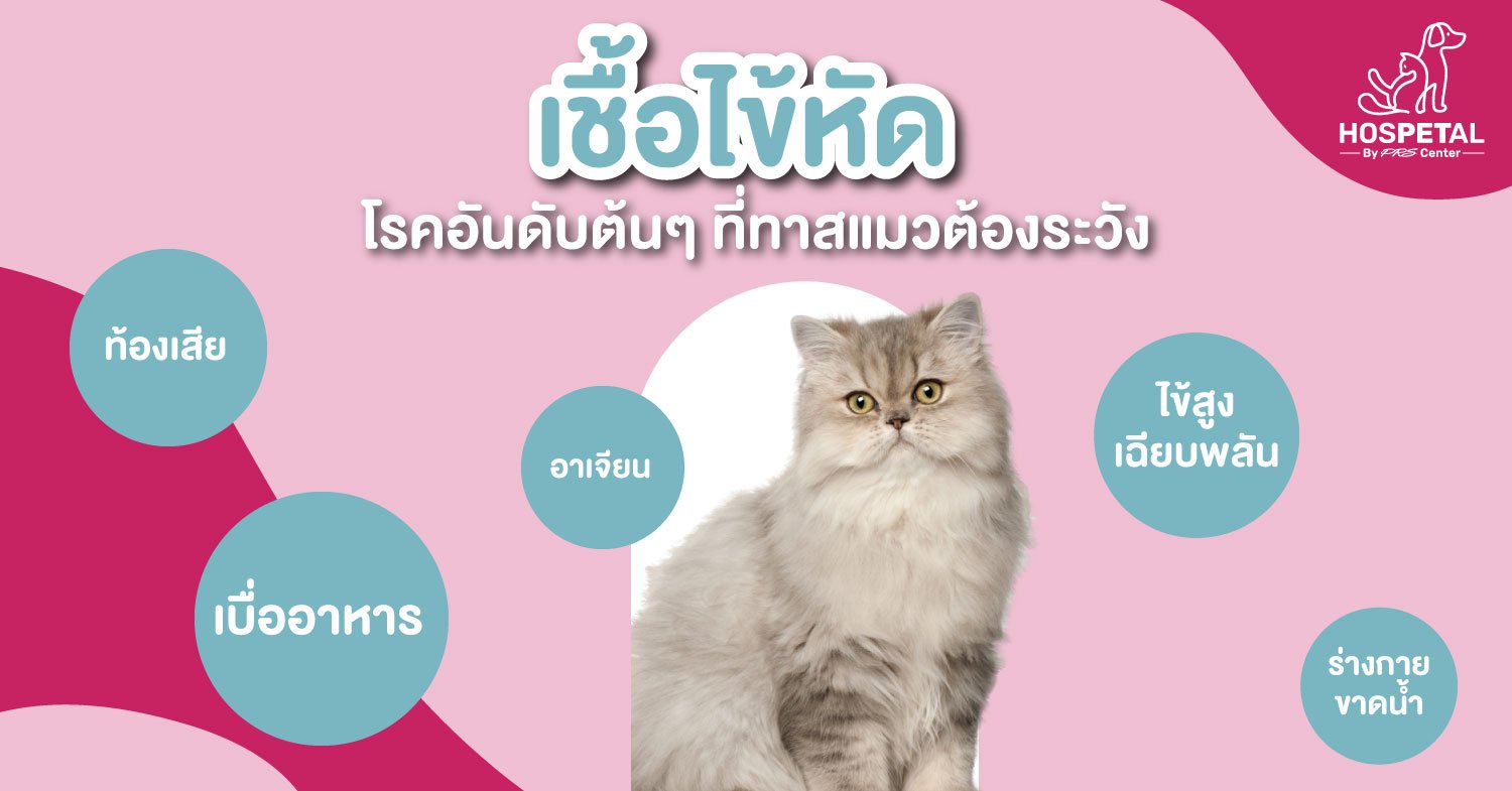 “ไข้หัดแมว” โรคที่ทาสแมวต้องระวัง “ไข้หัดแมว” โรคที่ทาสแมวต้องระวัง