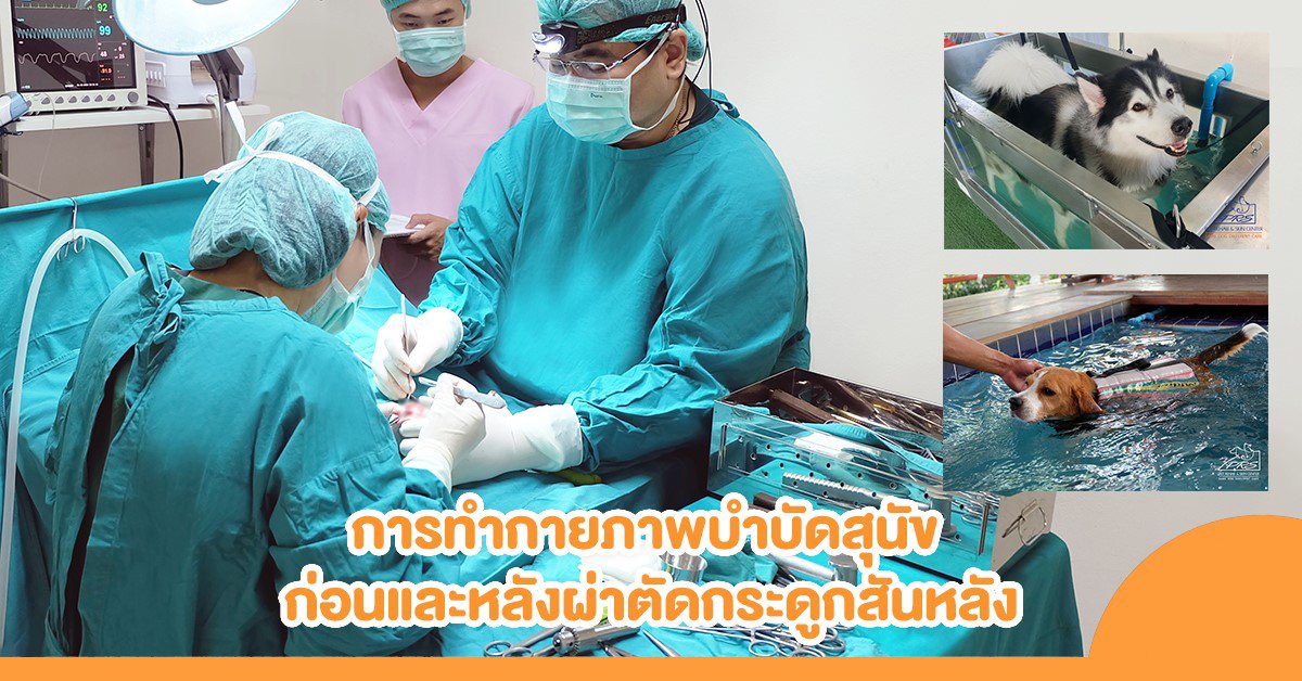 การทำกายภาพบำบัดสุนัข ก่อนและหลังการผ่าตัด การทำกายภาพบำบัดสุนัข ก่อนและหลังการผ่าตัด