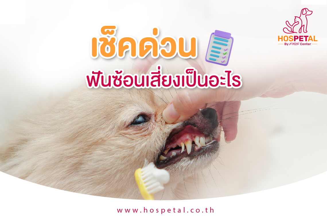 Urgent Check! Dog's Retained Baby Teeth Refusing to Fall Out, Overlapping - Potential Risks! Urgent Check! Dog's Retained Baby Teeth Refusing to Fall Out, Overlapping - Potential Risks!