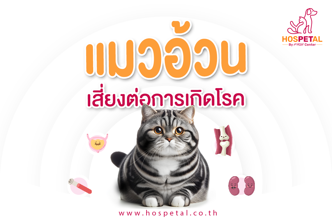 แมวอ้วนกลมน่ารักดุ๊กดิ๊กที่แฝงไปด้วยอันตราย แมวอ้วนกลมน่ารักดุ๊กดิ๊กที่แฝงไปด้วยอันตราย